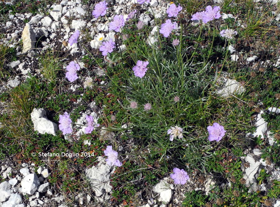 Lomelosia graminifolia / Vedovina strisciante